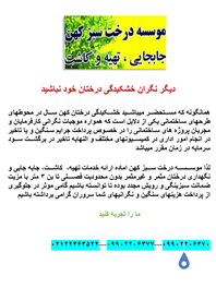درخت سبز کهن